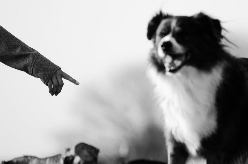 Hund, Freund des Menschen, Denkmal, Emil, Bordercollie 