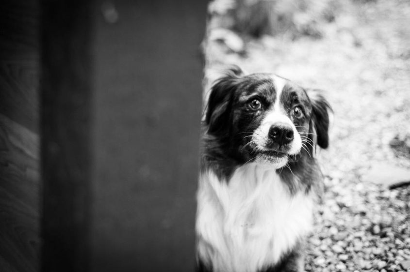 Hund, Freund des Menschen, Denkmal, Emil, Bordercollie 